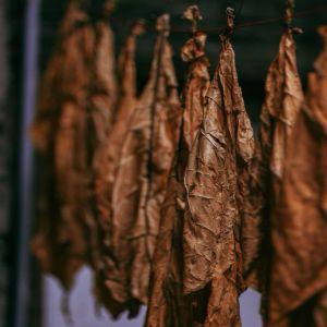 Tobacco Leaf 02